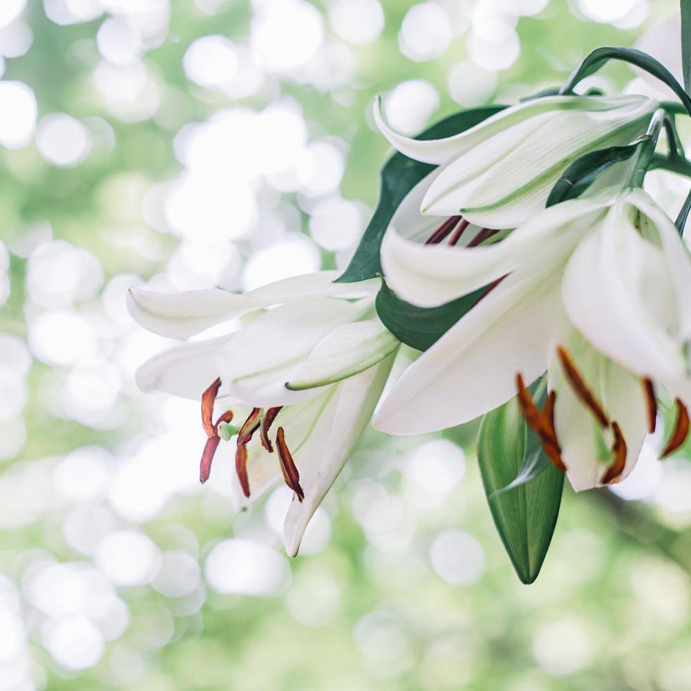 bieu-tuong-hoa-loa-ken